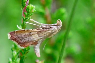 <i>Endotricha flammealis</i>