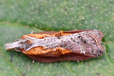 <i>Acleris cristana</i>