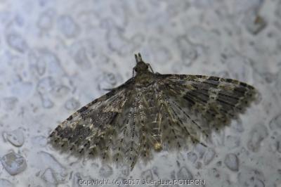 <i>Alucita hexadactyla</i>