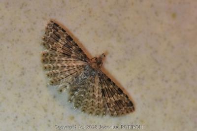 <i>Alucita hexadactyla</i>