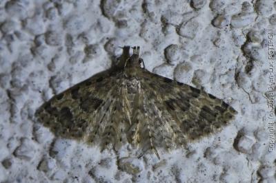 <i>Alucita hexadactyla</i>