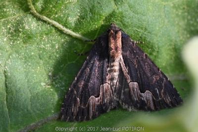 Noctuelle hérissée 