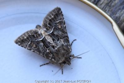 Noctuelle cythérée 