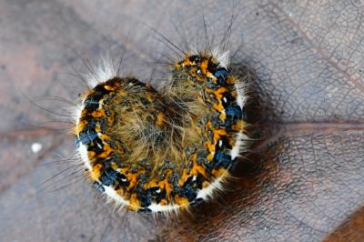 Bombyx du Chêne 