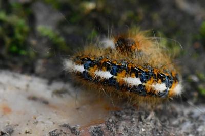Bombyx du Chêne 