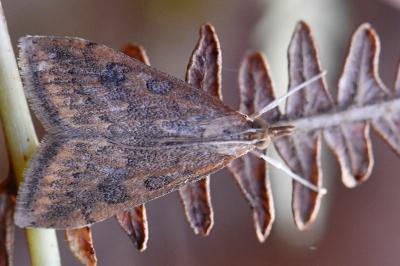 <i>Udea ferrugalis</i>