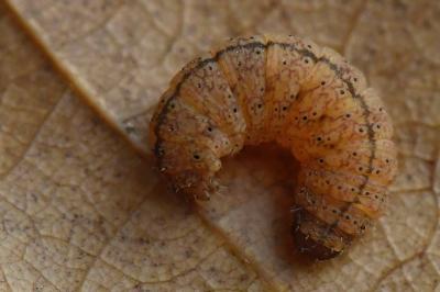 <i>Pechipogo strigilata</i>