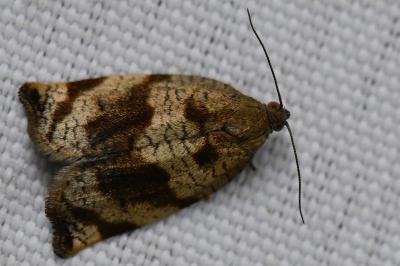 <i>Archips crataegana</i>