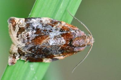 <i>Archips xylosteana</i>