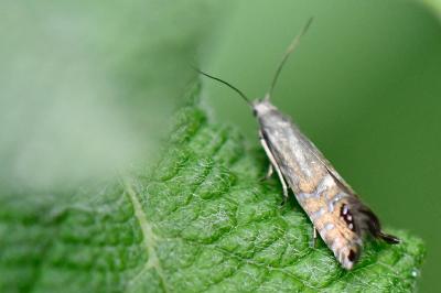 <i>Glyphipterix thrasonella</i>
