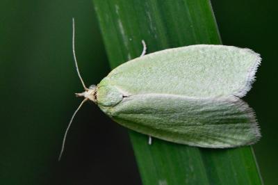 <i>Tortrix viridana</i>