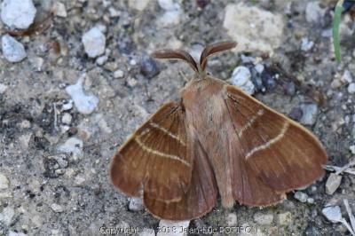 Bombyx de la Ronce 
