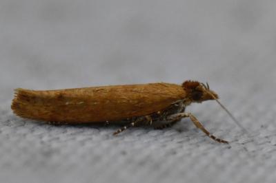 <i>Ypsolopha ustella</i>
