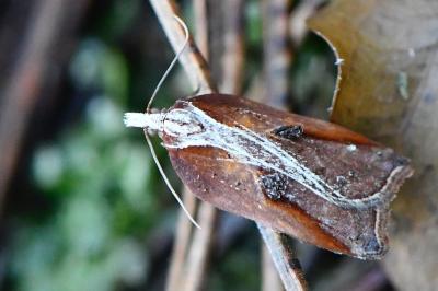 <i>Acleris cristana</i>