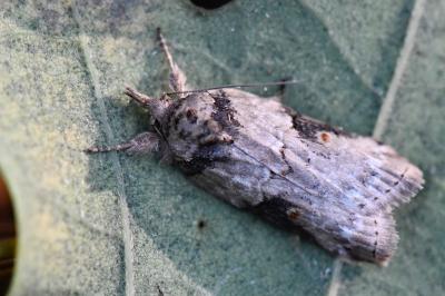 Sarrothripe de Revay 