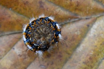 Bombyx du Chêne 