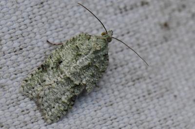 <i>Acleris literana</i>