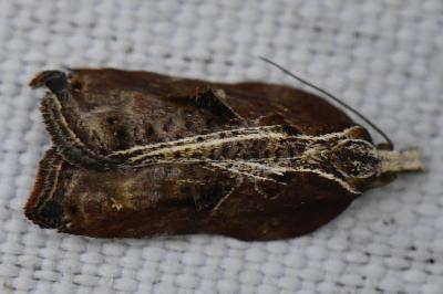 <i>Acleris cristana</i>