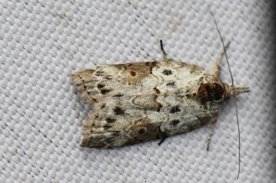 Sarrothripe de Revay 