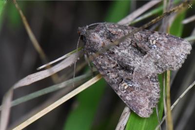 <i>Mesapamea secalella/secalis</i>
