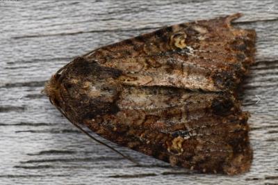 <i>Mesapamea secalella/secalis</i>