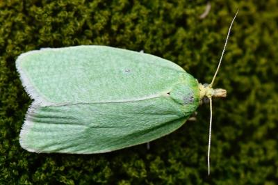 <i>Tortrix viridana</i>