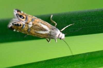 <i>Glyphipterix thrasonella</i>