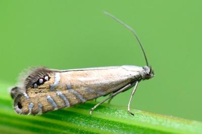 <i>Glyphipterix thrasonella</i>