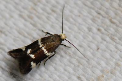 <i>Elachista luticomella</i>
