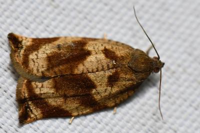 <i>Archips crataegana</i>