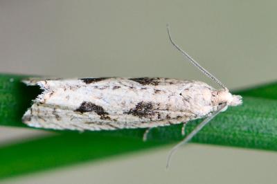 <i>Bactra</i>