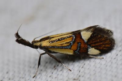 <i>Alabonia geoffrella</i>