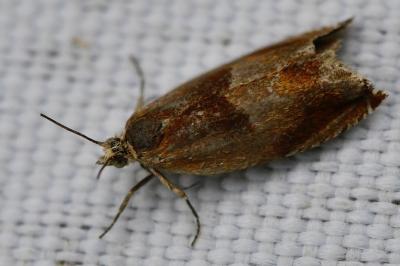 <i>Ancylis mitterbacheriana</i>