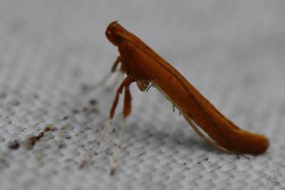 <i>Caloptilia</i>