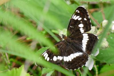Limenitis camilla