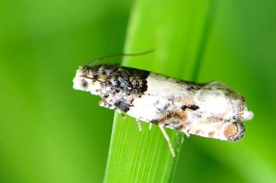 <i>Gypsonoma dealbana</i>