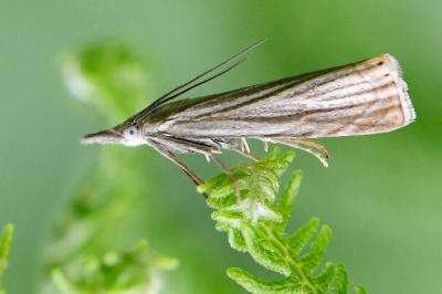 <i>Chrysoteuchia culmella</i>