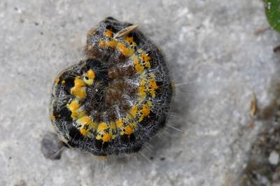 <i>Clostera</i>