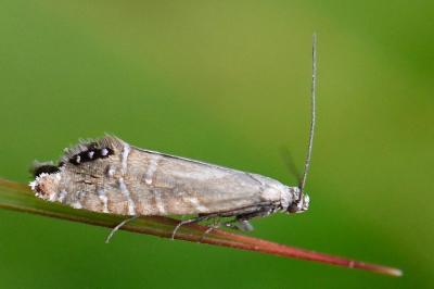 <i>Glyphipterix thrasonella</i>