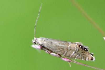 <i>Glyphipterix thrasonella</i>