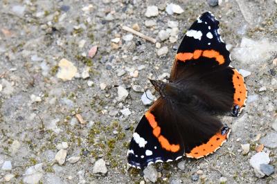 Vanessa atalanta