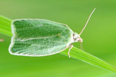 <i>Tortrix viridana</i>
