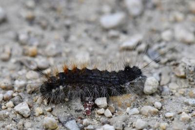 Noctuelle du Coudrier 