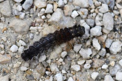 Noctuelle du Coudrier 