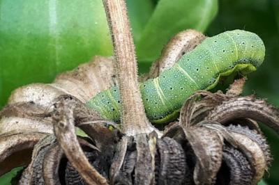 Noctuelle des Potagers 