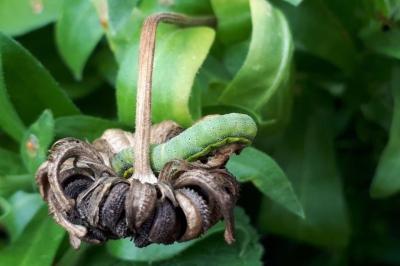 Noctuelle des Potagers 