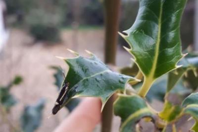 <i>Esperia sulphurella</i>