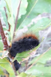 Bombyx de la Ronce 