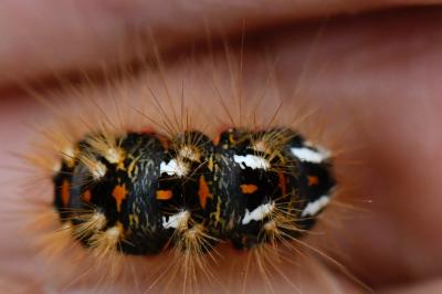 Noctuelle de la Patience 