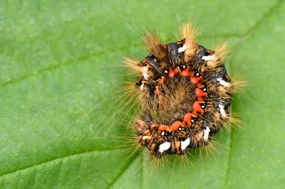 Noctuelle de la Patience 